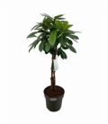 Ficus