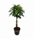 Ficus