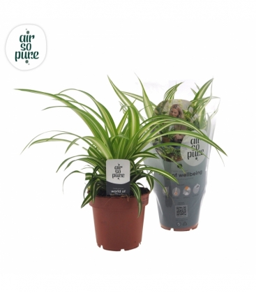 Chlorophytum