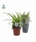 Chlorophytum