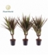 Dracaena