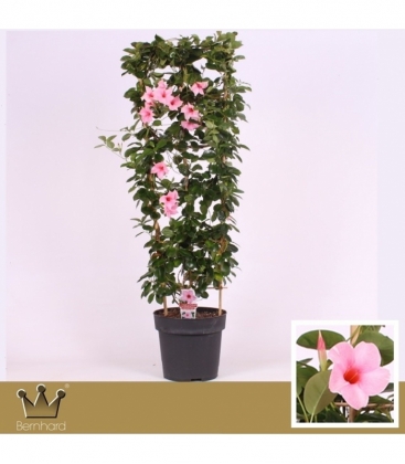 Mandevilla