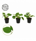 Pilea
