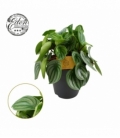 Peperomia