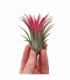 Tillandsia