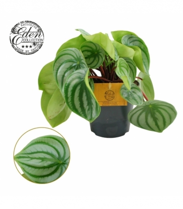 Peperomia