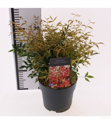 Nandina
