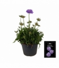Scabiosa