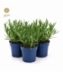 Lavandula