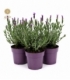 Lavandula