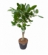 Ficus