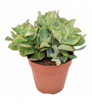 Crassula