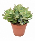 Crassula