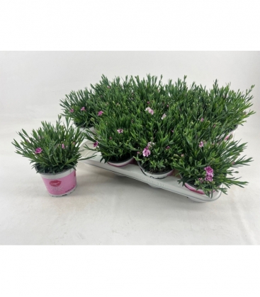 Dianthus