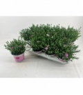 Dianthus
