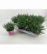 Dianthus