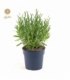 Lavandula