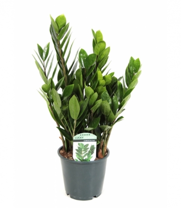 Zamioculcas