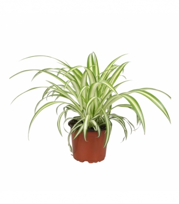 Chlorophytum