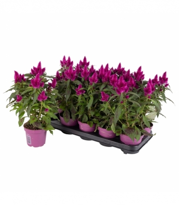 Celosia