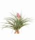 Tillandsia