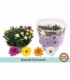 Chrysanthemum