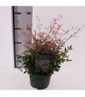 Nandina