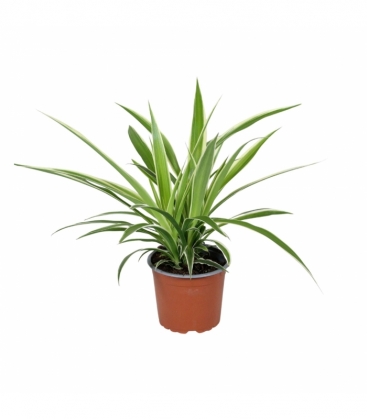 Chlorophytum