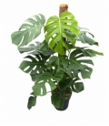 Monstera