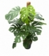 Monstera