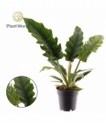 Philodendron