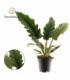 Philodendron