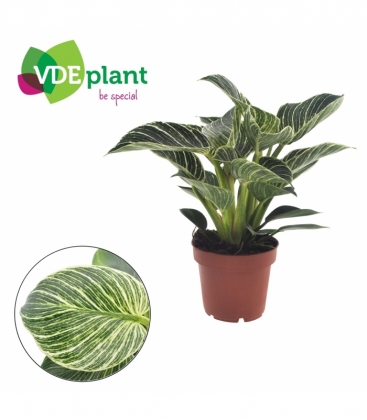 Philodendron