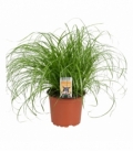 Cyperus