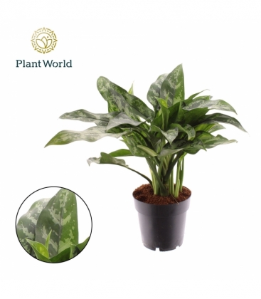 Aglaonema