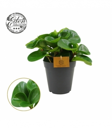 Peperomia