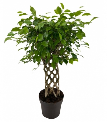 Ficus