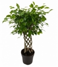 Ficus