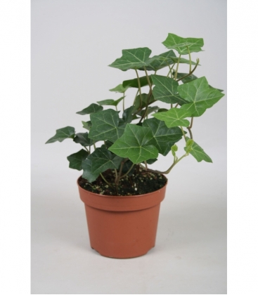 Hedera