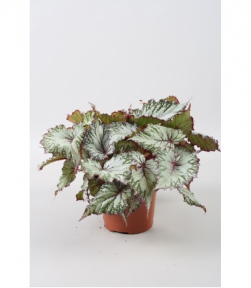Begonia