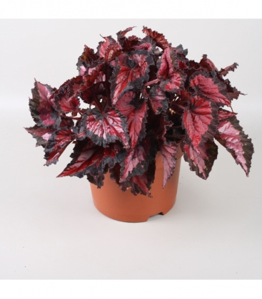 Begonia