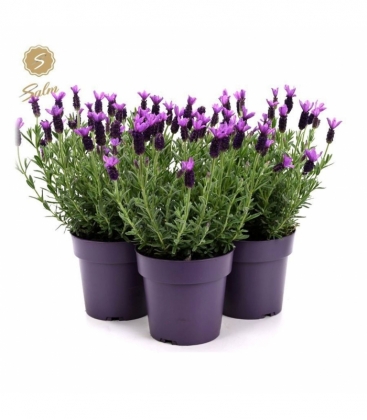 Lavandula