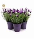 Lavandula
