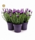 Lavandula