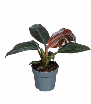 Philodendron