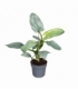 Philodendron