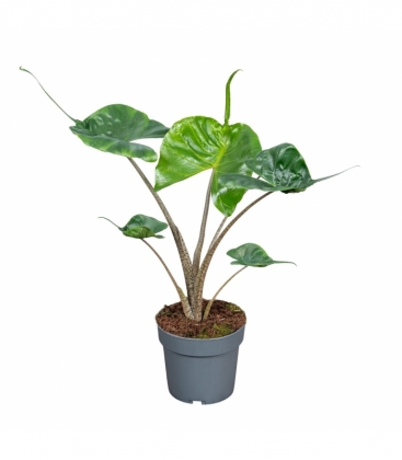 Alocasia