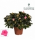 Azalea