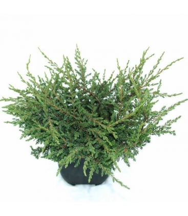 Juniperus