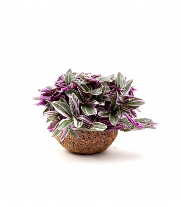 Tradescantia